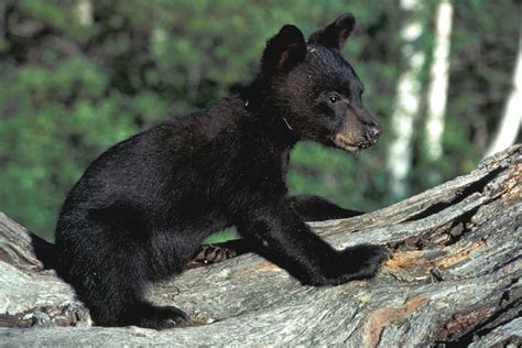 Free Photo Bear Cub Black Wildlife Animal Free