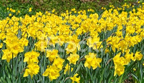 Yellow Daffodils Blooming In Spring Stock Photo Royalty Free Freeimages
