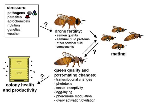 Queen Bee Mating Flight With Video