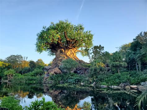 The Tree Of Life In Animal Kingdom Beautiful View From One Of The Side