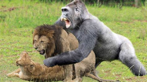 Baboons Harass The Lion King Mating Baboons Escape The Pursuit Of The