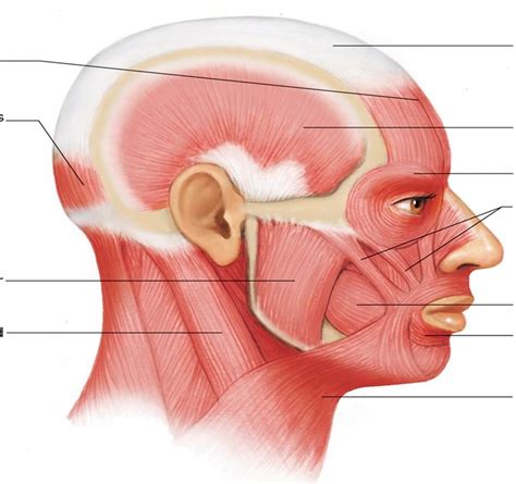 Muscles Of The Face Orbicularis Oris Depressor Anguli Oris Diagram