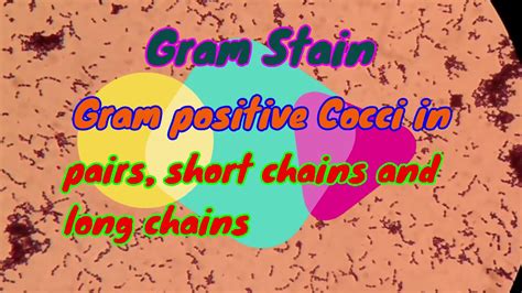 Gram Positive Cocci In Pairs Short Chains And Long Chains Under Microscope Youtube
