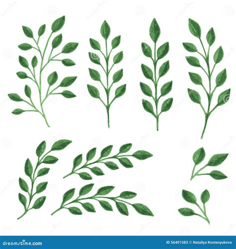 Green Branches Stock Vector Illustration Of Leaf Leaves 56401583