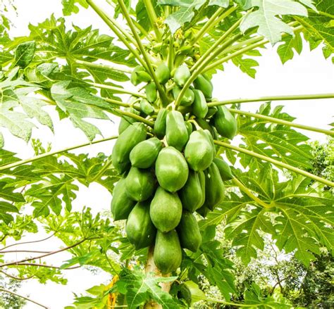 What Are The Uses Of Papaya Leaves With Pictures