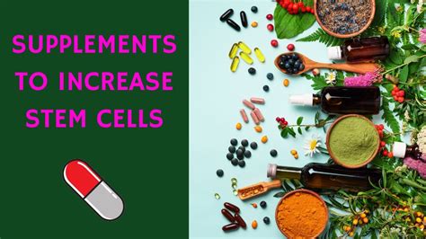 What Supplements Increase Stem Cells Youtube
