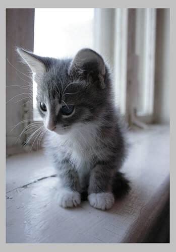 Perfect Grey And White Kitten With Images Grey Kitten Kittens