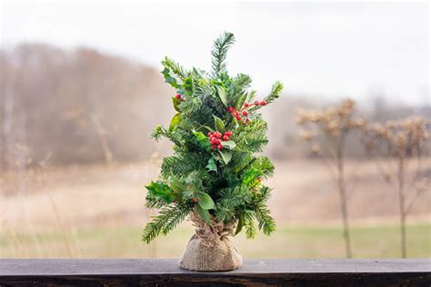 Grow A Christmas Tree How And Why Horticulture