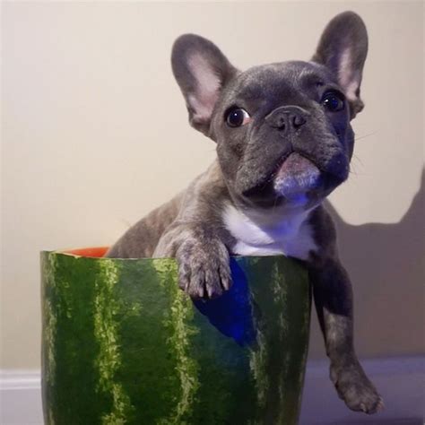 National Watermelon Day And Dogs Eating Watermelon August
