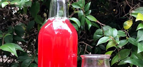 Naturally Fermented Hibiscus Soda Zero Waste Chef