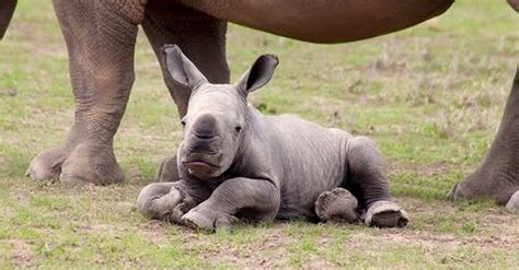 Very Precious 🦏 Baby Rhino Rhino Baby Animals