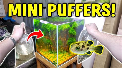 Adding Mini Puffer Fish To Planted Aquarium W Pea Puffer Care Guide