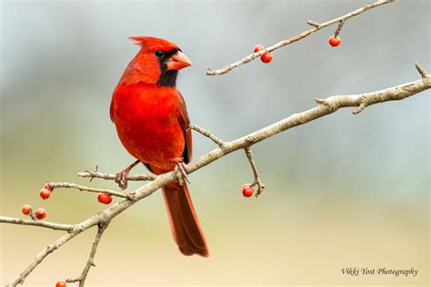 Northern Cardinal Birds And Blooms