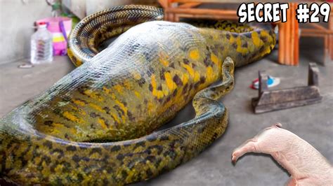 What Did I Feed My Giant Anaconda Youtube