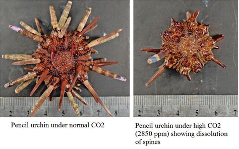 Acid Test Study Reveals Both Losers And Winners Of Co2 Induced Ocean