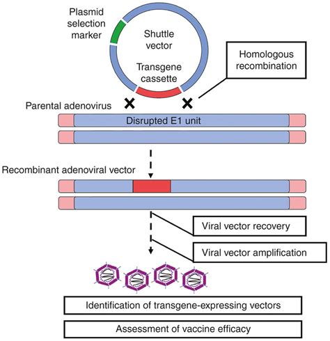 Development of adenoviral-vectored vaccines through homologous