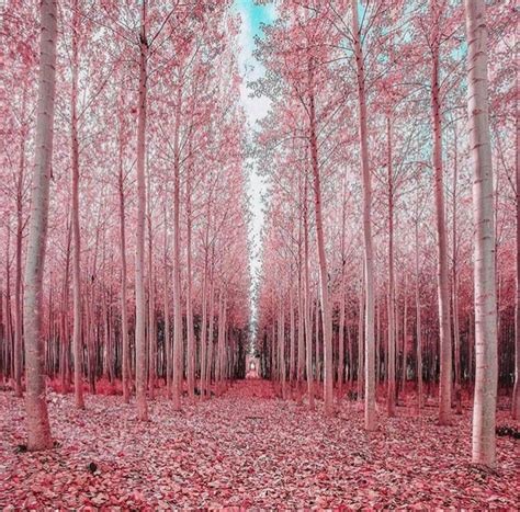 Pastel Aesthetic Forest Wallpaper