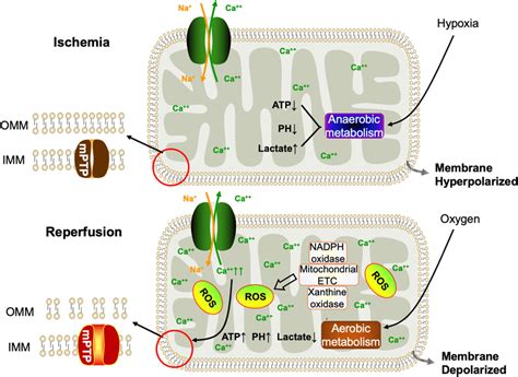 Mitochondrial Consequences Of Ischemiareperfusion Under Conditions Of