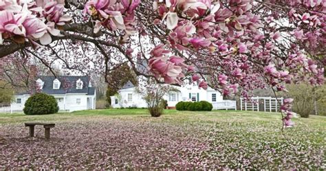 27 Flowering Trees For Virginia Gardens Progardentips