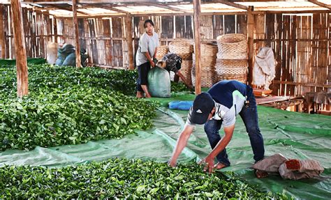 Boosting Tea Profits For Ethnic Farmers In Myanmar Acdivoca