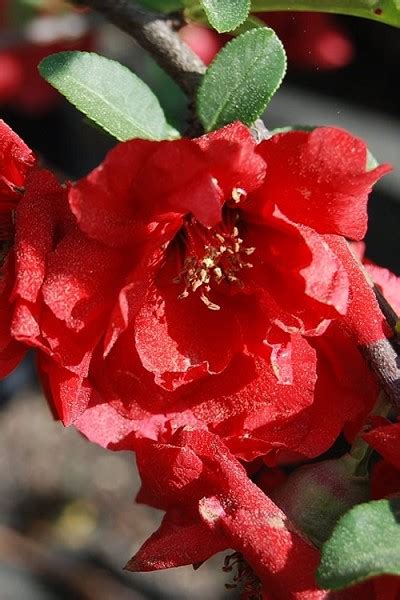 Buy Iwai Nishiki Red Flowering Quince Free Shipping 1 Gallon Size