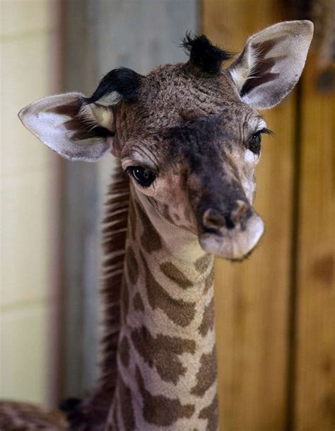 Meet The New Baby Female Masai Giraffe Born At Disneys Animal Kingdom