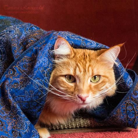 Gypsy Cat By Tammyphotography On Deviantart