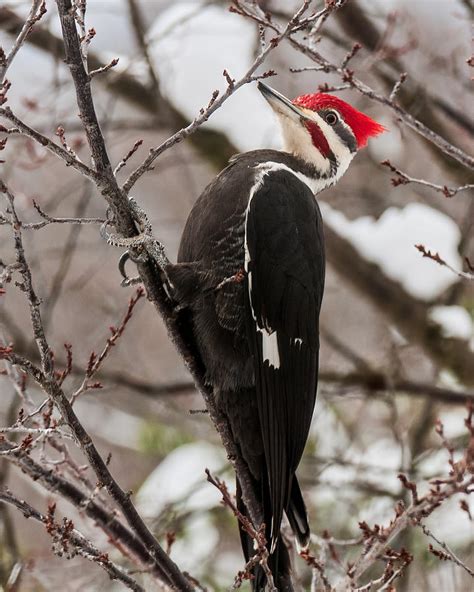 Male Pileated Woodpecker 1 Photograph By Lara Ellis Pixels