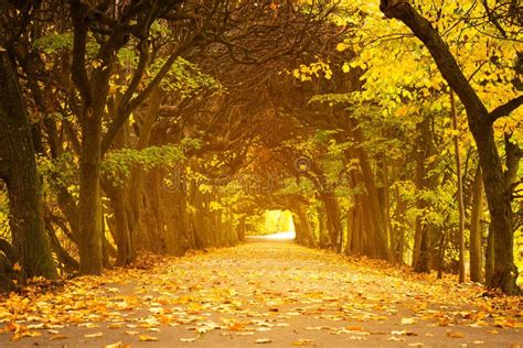 Autumnal Park Alley Stock Image Image Of Bright Environment 34477301