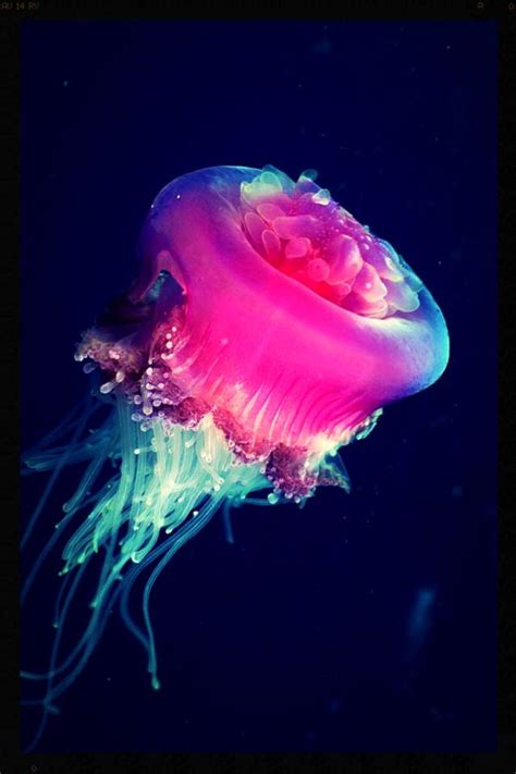 Jellyfish Beautiful Sea Creatures Ocean Creatures