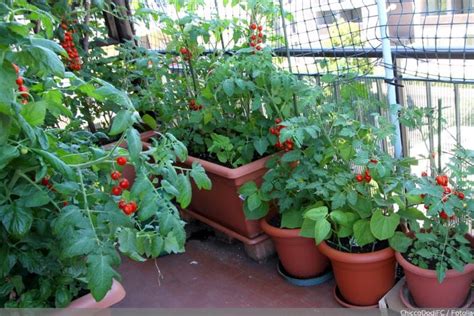 Pflanzzeit für Tomaten: wann ist der Zeitpunkt zum auspflanzen
