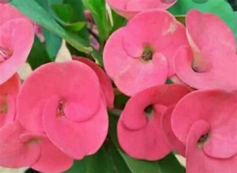 The name means hibiscus village in malaysian. Cara Merawat Bunga Hias Euphorbia agar Sehat dan Lebat ...
