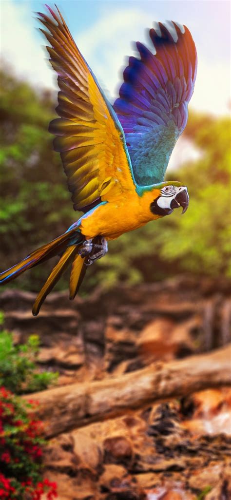 Macaw Fly Hd Mobile Wallpaper Parrot Birds Wallpaper Hd Bird