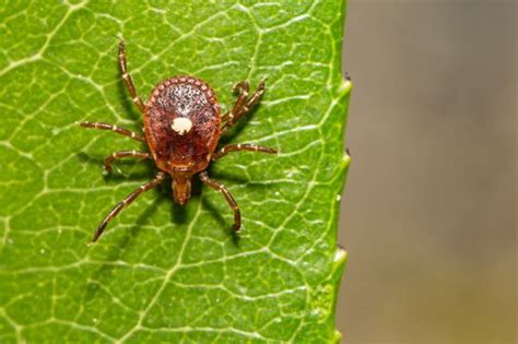 The Lone Star Tick Can Give You A Meat Allergy Alpha Gal Syndrome
