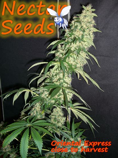 Oriental Express Nectar Seeds Cannabis Strain Info