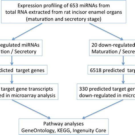 Flow Chart Depicting The Strategy Used To Select Mirna Target Genes For