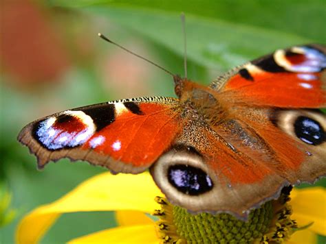 Red Butterfly Free Photo Download Freeimages