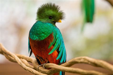 Quetzal Exotische Vogels Dieren Mooi Prachtige Vogels