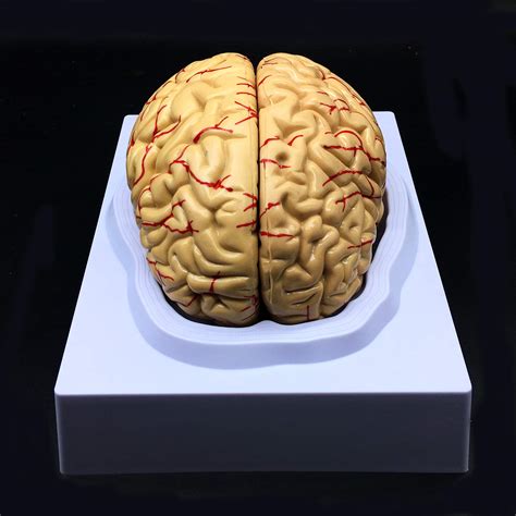 Buy Human Brain Model Anatomically Accurate Brain Model Life Size Human Brain Anatomy For