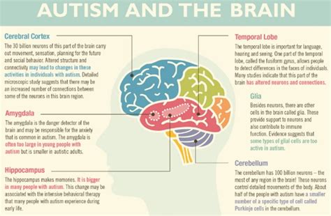 Why Does It Take Brains To Understand Autism Autism Speaks