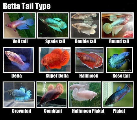 Image Result For Betta Fish Tail Types Animal Life Baby Betta Fish