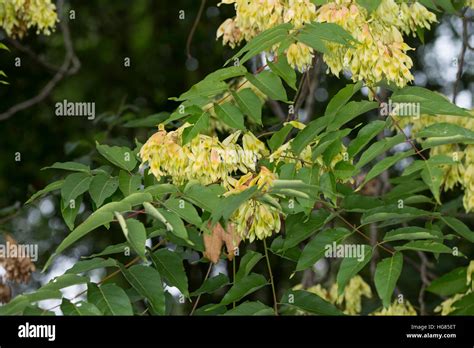 Götterbaum Frucht Früchte Chinesischer Götterbaum Ailanthus