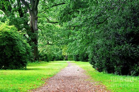 Woodland Path Photograph By Tom Gowanlock Pixels