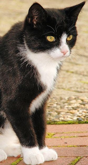Patterns are combinations of colors in a specific layout.there are six basic varieties : What are the characteristics of a Tuxedo cat? - Quora