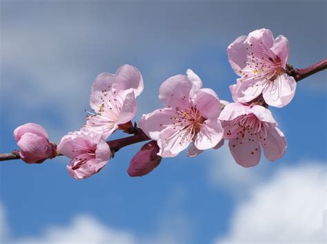 Free Images Flower Petal Food Spring Produce Pink