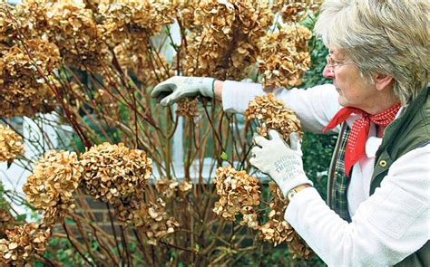 Hydrangea macrophylla is a species of flowering plant in the family hydrangeaceae, native to japan. HOW TO PRUNE HYDRANGEA |The Garden of Eaden