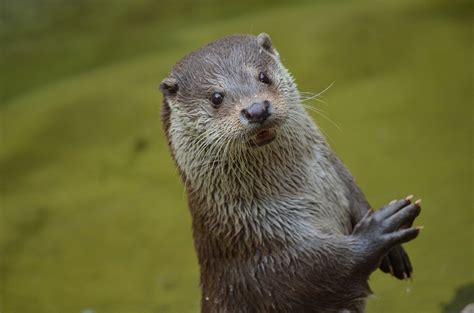 Care For Us Asian Small Clawed Otter Wild Welfare