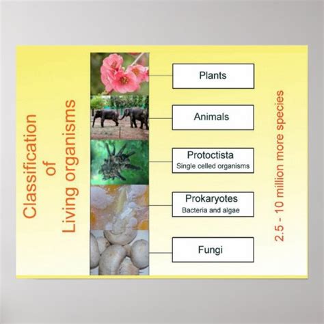 Science Classification Of Living Organisms Poster