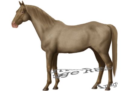 horse breeds north african barb horse world
