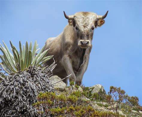 Filecharolais Cattle Sierra Nevada Venezuela Wikimedia Commons